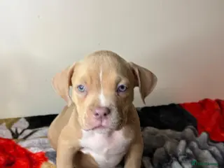 American Bully dogs Quality pocket bullies ready for forever homes - Advert 2
