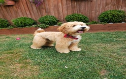 Goldendoodle dogs for stud: HIP0/0 ELBOW 0/0! 100% AUSTRALAIN LABRADOODLE - Image 4