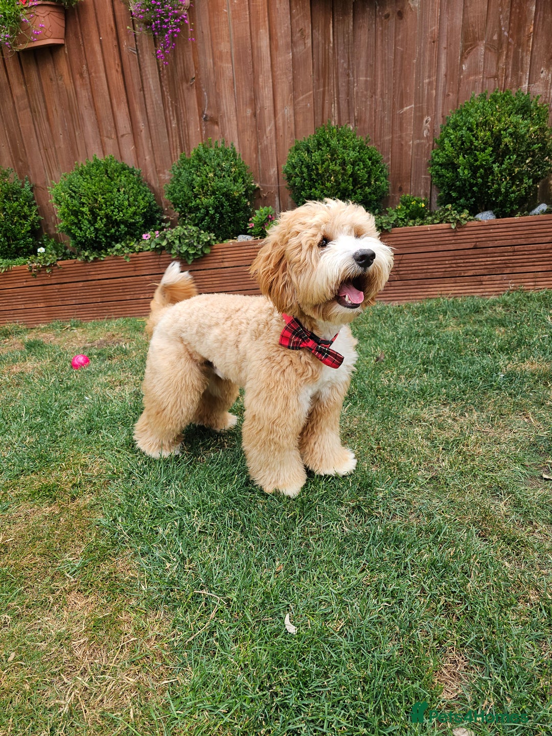 Goldendoodle dogs for stud: HIP0/0 ELBOW 0/0! 100% AUSTRALAIN LABRADOODLE - Image 4