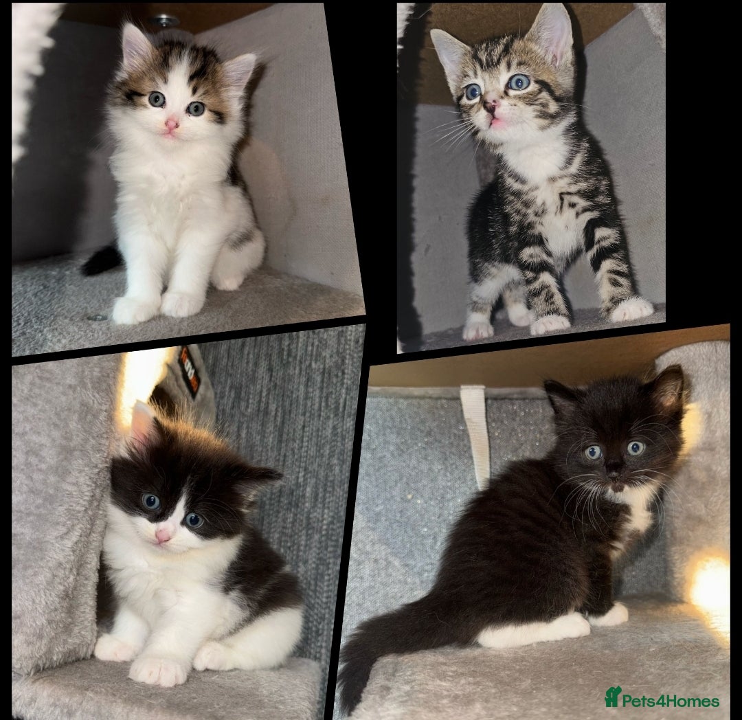 Ragdoll cats for sale: Ragdoll x Tabby Mix Female Kitten - Image 8