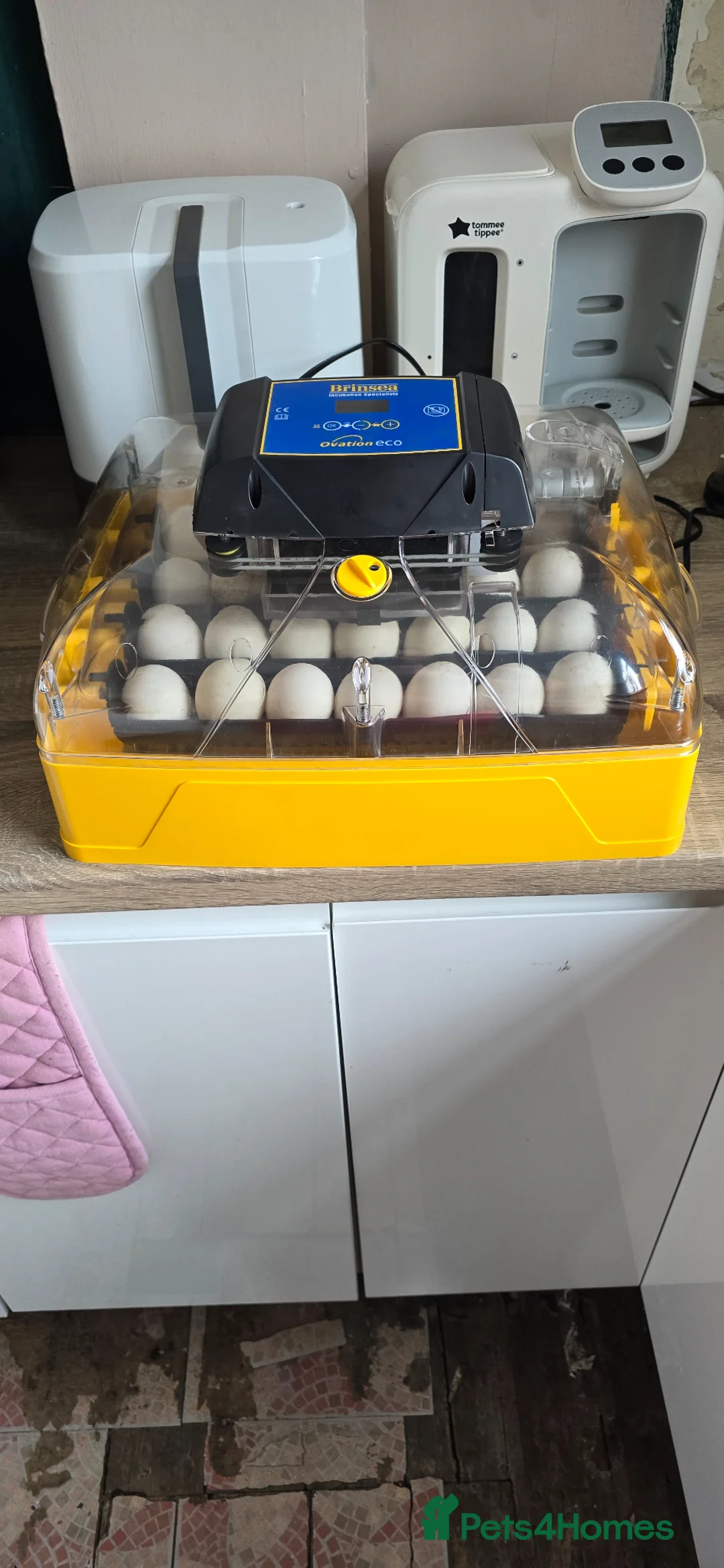 Ducks poultry for sale: Khaki Campbell Ducklings – Quality Bloodlines!  in Sheffield - Advert 6