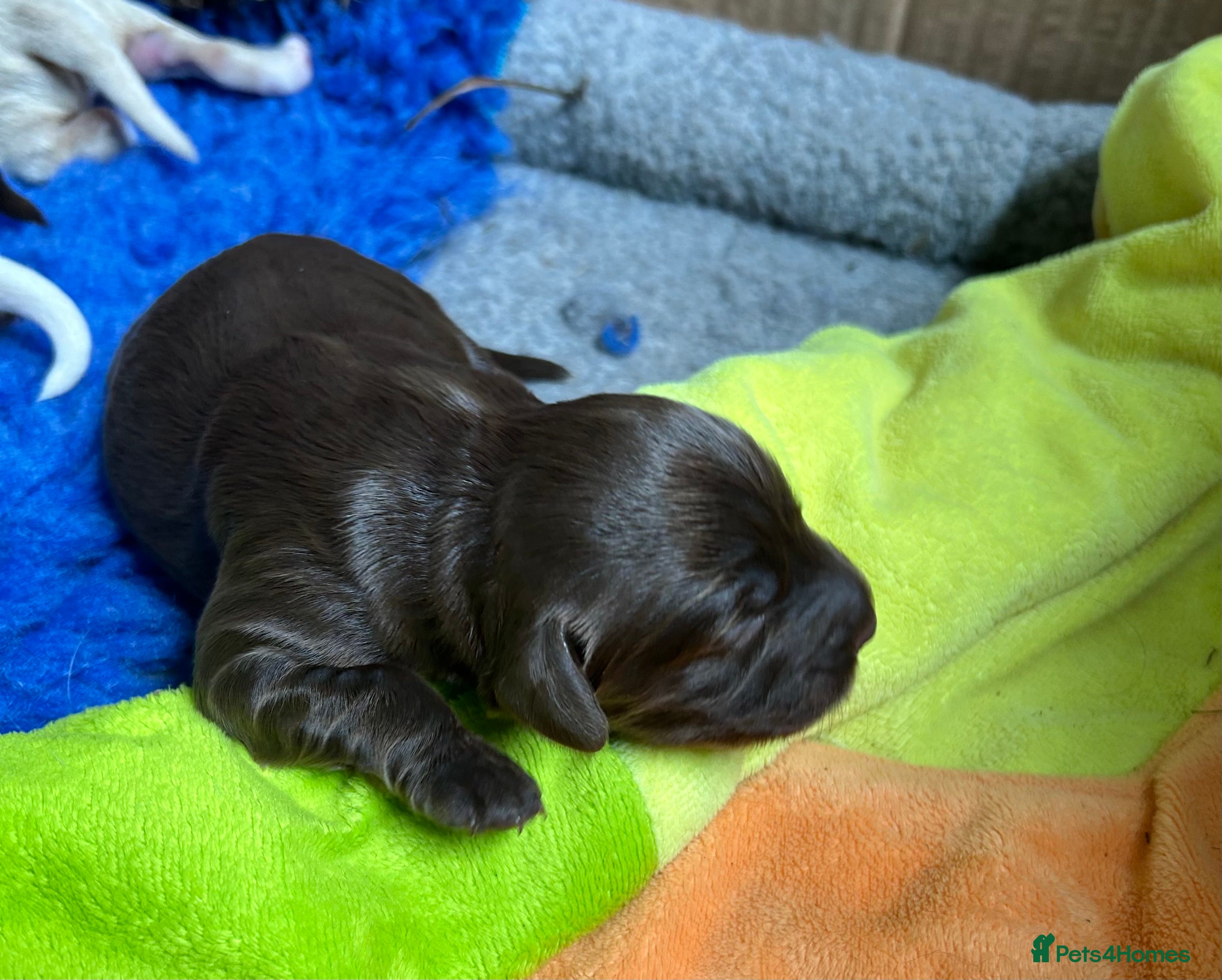 Mixed Breed dogs Double Doodles/Sproodle x Cockapoo - Advert 1