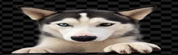Siberian Husky dogs for sale: Female Siberian Husky - Advert 3