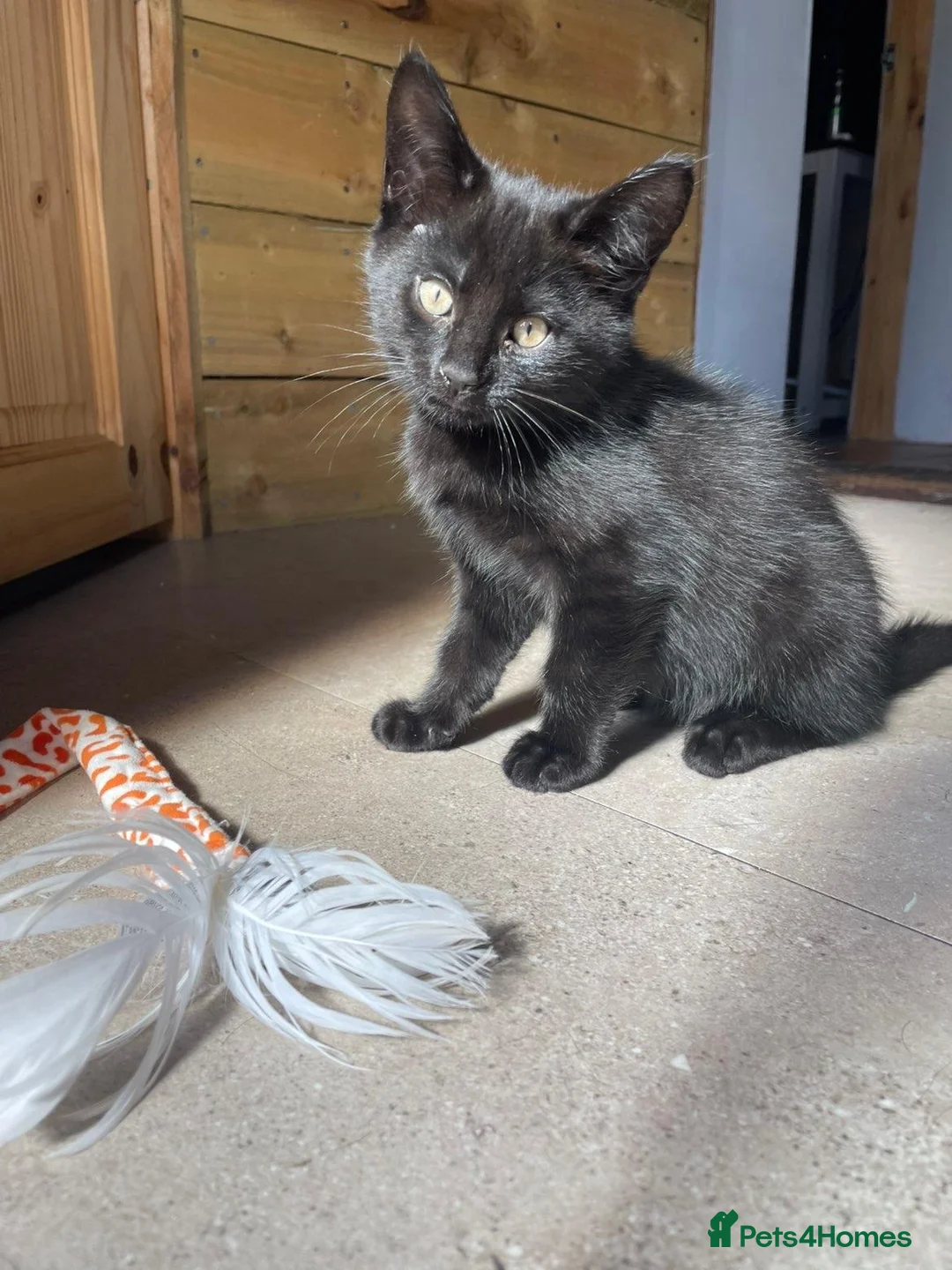 Mixed Breed cats for sale: Kittens for sale  - Advert 2