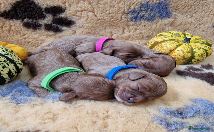 Cavapoo dogs - Advert 1