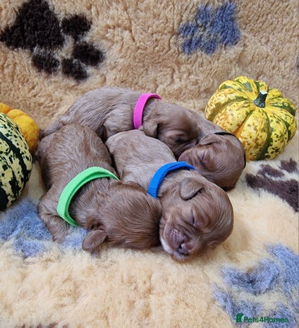 Cavapoo dogs - Advert 4