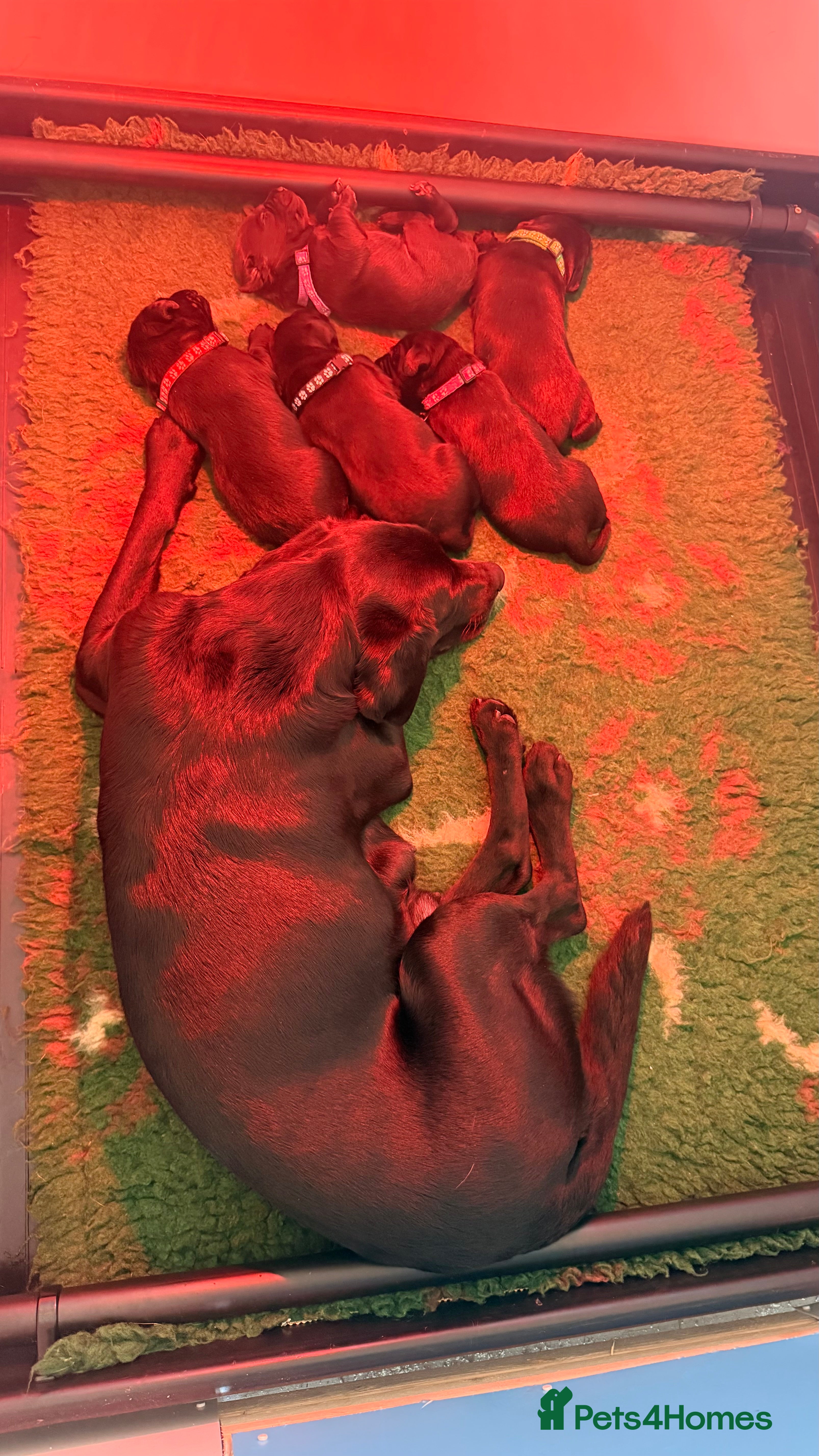 Labrador Retriever dogs KC Fully Health Tested Working Labrador Pups - Advert 1