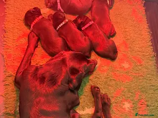 Labrador Retriever dogs KC Fully Health Tested Working Labrador Pups - Advert 1