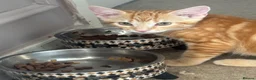 Mixed Breed cats for sale: 2 kittens.  - Advert 3