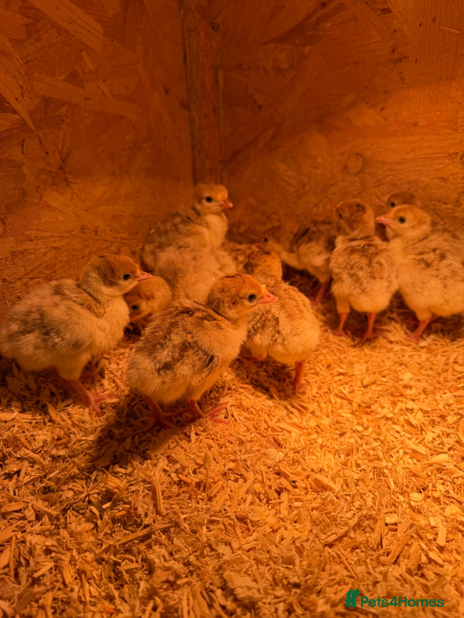 Turkeys poultry Bourbon Red & Broze Turkey Poults  - Advert 1