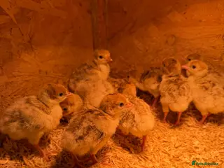 Turkeys poultry Bourbon Red & Broze Turkey Poults - Advert 9