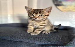 Bengal cats for sale: Russian Blue Bengal’s - Image 5