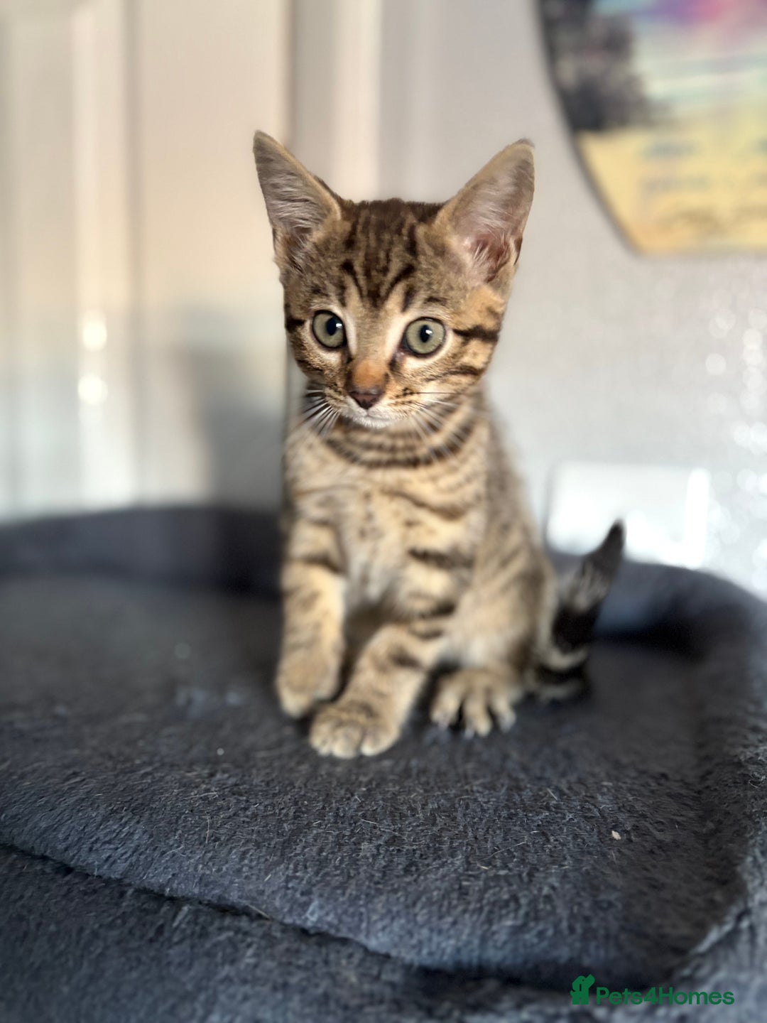 Bengal cats for sale: Russian Blue Bengal’s - Image 5