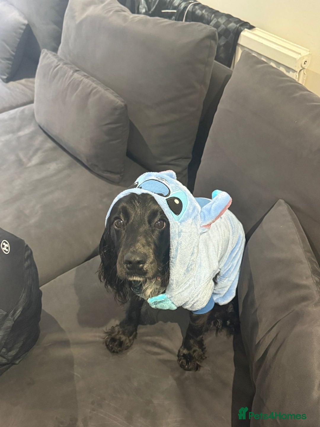 Cocker Spaniel dogs for sale: Bella - AMAZING cocker spaniel - Image 5