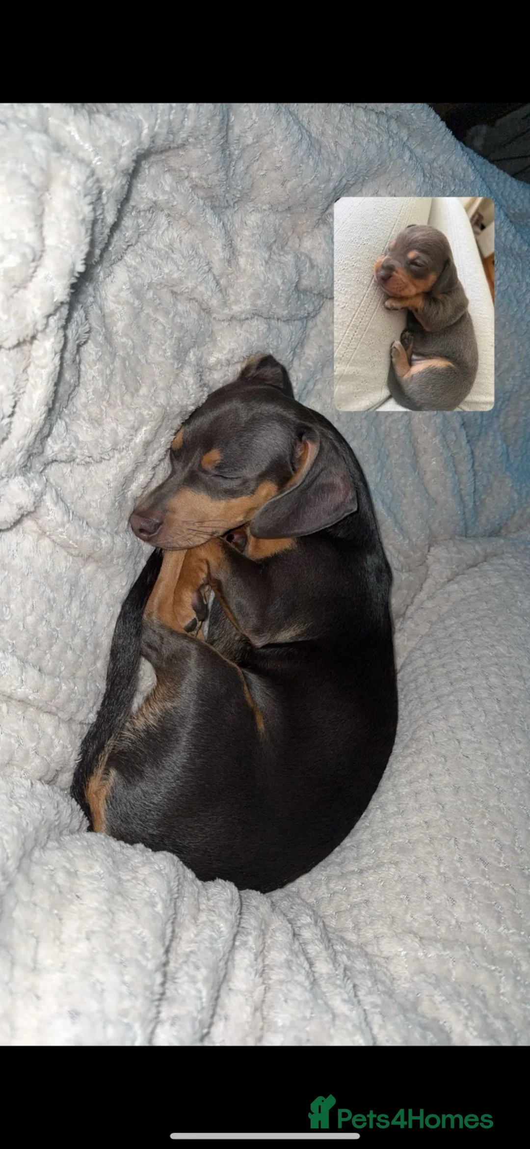 Chihuahua dogs for stud: Red chihuahua for stud - Advert 2