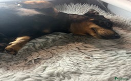 Miniature Dachshund dogs for sale: Beautiful bitch pup - Image 5