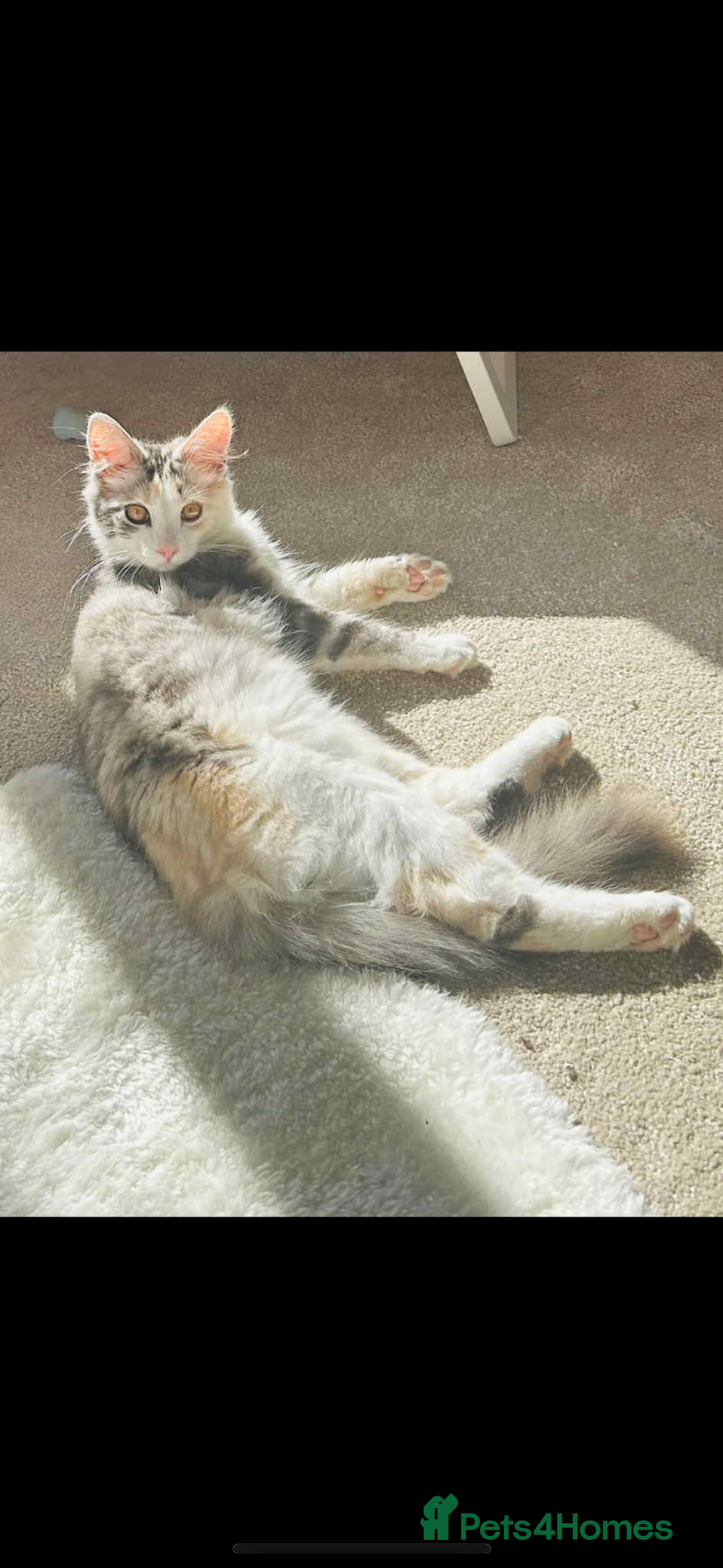 Maine Coon cats for sale: 5 beautiful kittens  - Advert 25