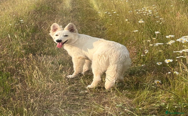 White Swiss Shepherd dogs - Advert 1