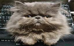 Persian cats for stud: GCCF REGISTERED PERSIAN STUD CHAMPION LINES PROVEN in London - Image 3
