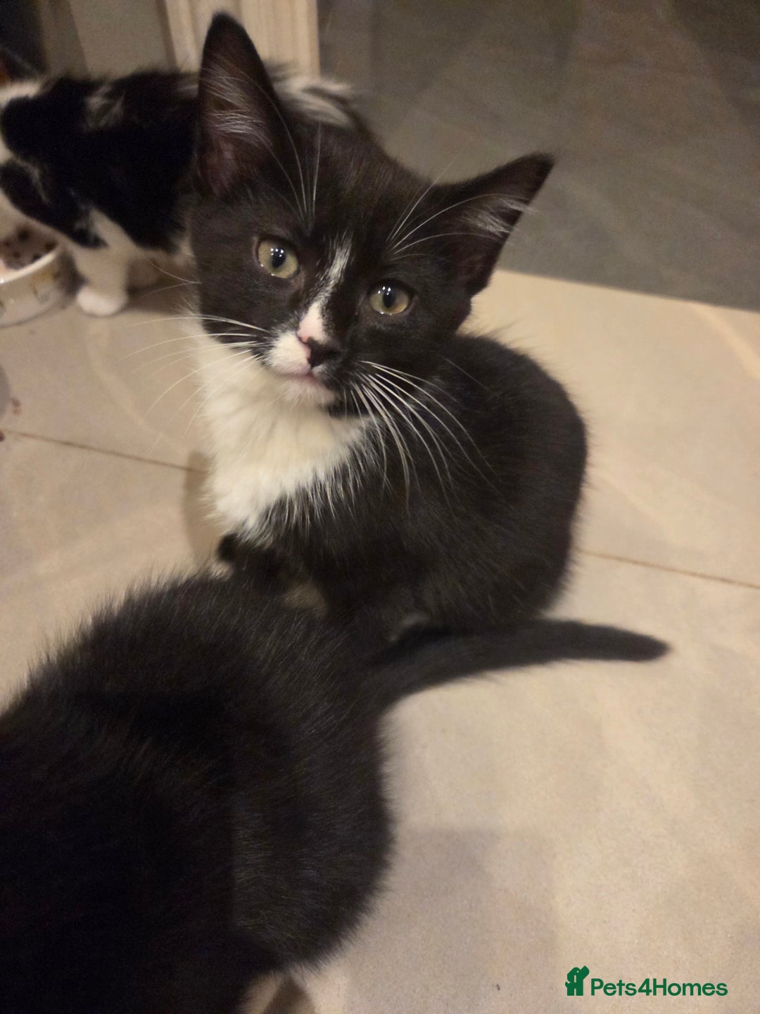 Mixed Breed cats for sale: Male Kitten  - Advert 3