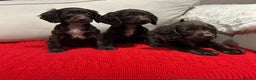 Cocker Spaniel dogs for sale: Chocolate cocker spaniel puppies ❤️ - Advert 4