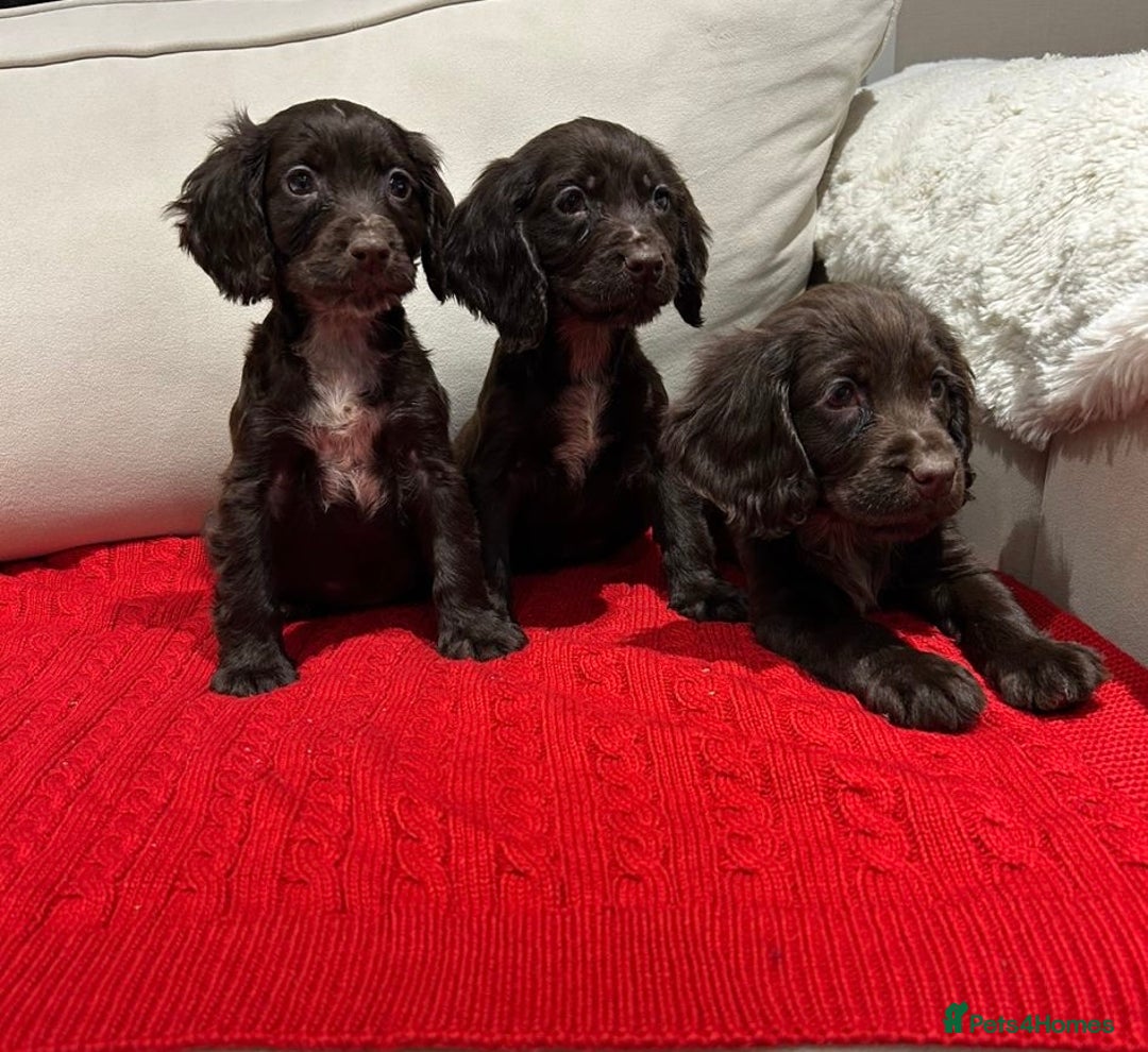 Cocker Spaniel dogs for sale: Chocolate cocker spaniel puppies ❤️ - Advert 4