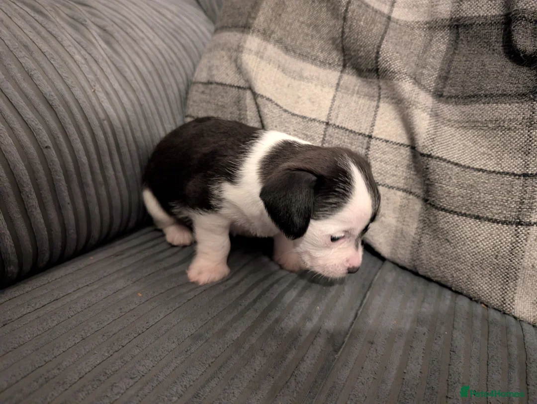 Mixed Breed dogs for sale: Beautiful small mixed breed puppies for sale - Advert 3