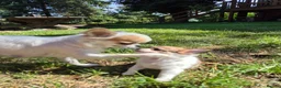 Chihuahua dogs for sale: Stunning Long-Haired Chihuahua Puppies in Guildford - Advert 21