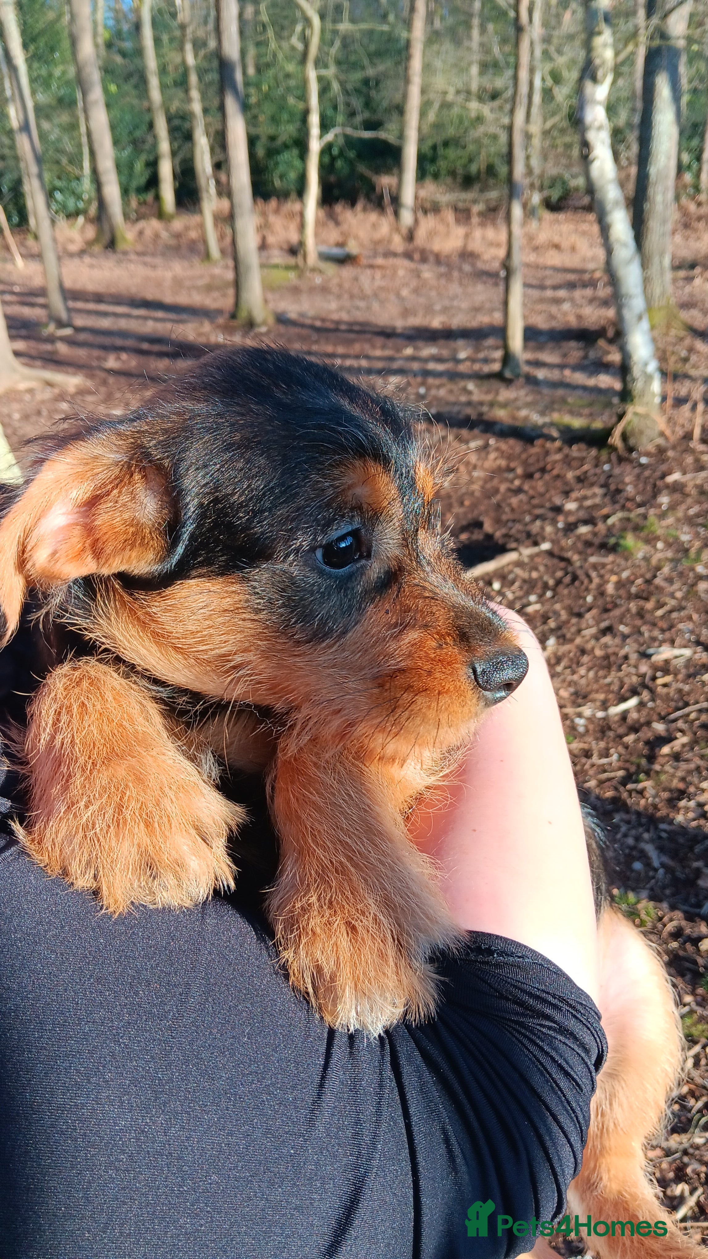 Mixed Breed dogs Miniature Schnoodle Puppies  - Advert 5