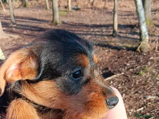 Mixed Breed dogs Miniature Schnoodle Puppies - Advert 5