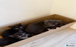 Russian Blue cats for sale: Russian blue x biocolor kittens 3 left  - Image 2