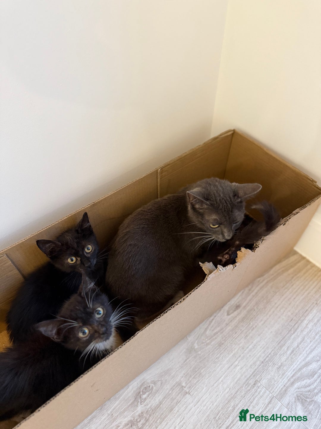 Russian Blue cats for sale: Russian blue x biocolor kittens 3 left  - Image 2