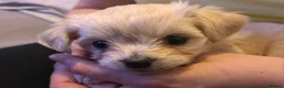 Mixed Breed dogs for sale: Bichon Frise x Chihuahua Puppies – 2 Girls & 1 Boy in Livingston - Advert 9