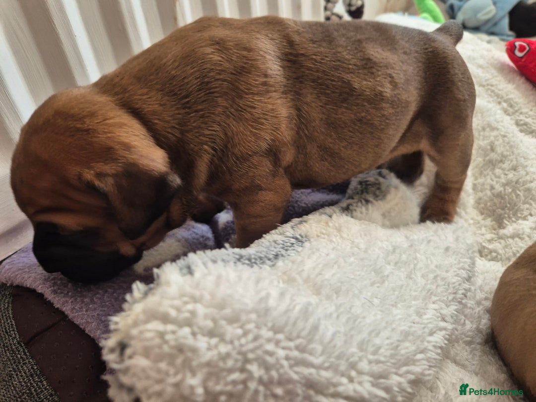 Mixed Breed dogs for sale: Bullmastiff x puppies 🐶  - Image 8