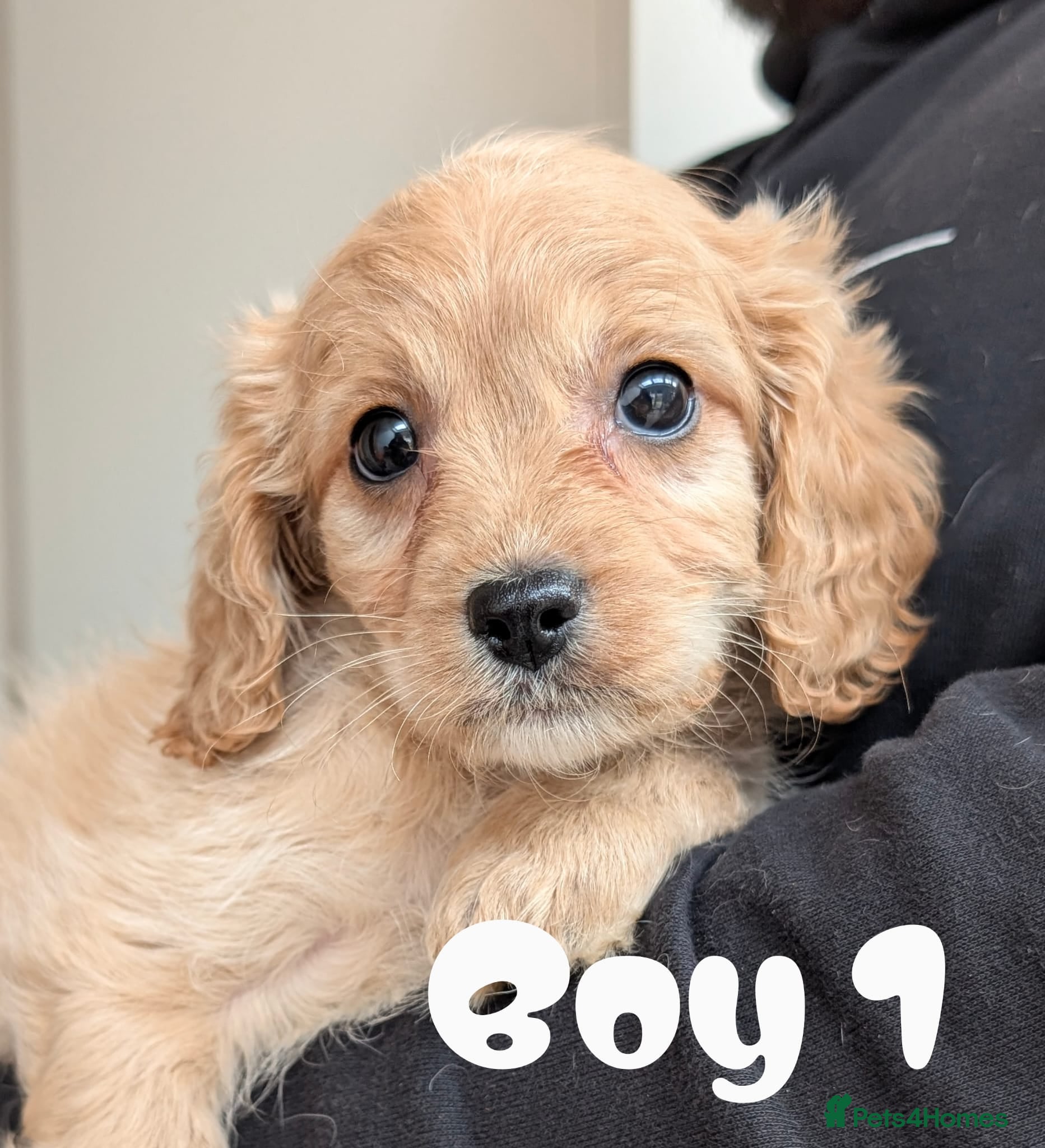 Cavapoo dogs Mix breed North west  - Advert 10