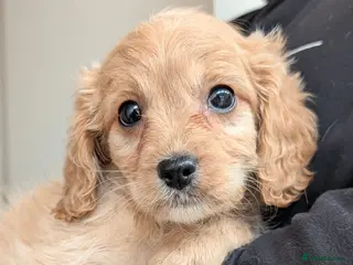 Cavapoo dogs Mix breed North west - Advert 10