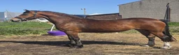 Welsh Section D horses for sale: GLANVYRNWY JUST A DIVA - Advert 2