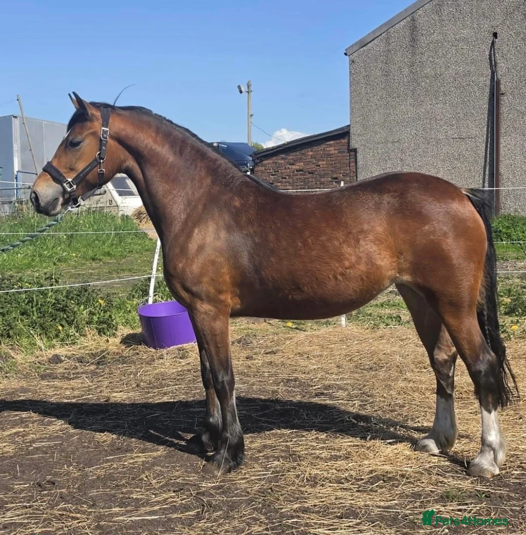Welsh Section D horses for sale: GLANVYRNWY JUST A DIVA - Advert 2