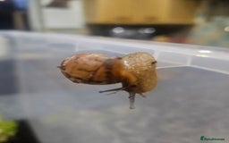 Snails invertebrates for sale: Giant African land snails - Image 2