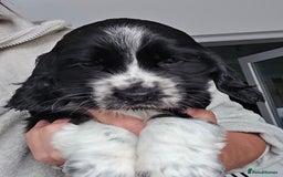 Cocker Spaniel dogs for sale: Stunning show cockers - Image 1