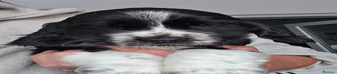 Cocker Spaniel Puppy 1