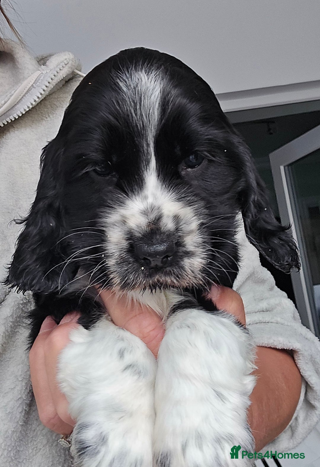 Cocker Spaniel dogs for sale: Stunning show cockers - Image 1