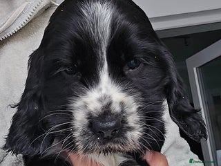 Cocker Spaniel dogs - Advert 1