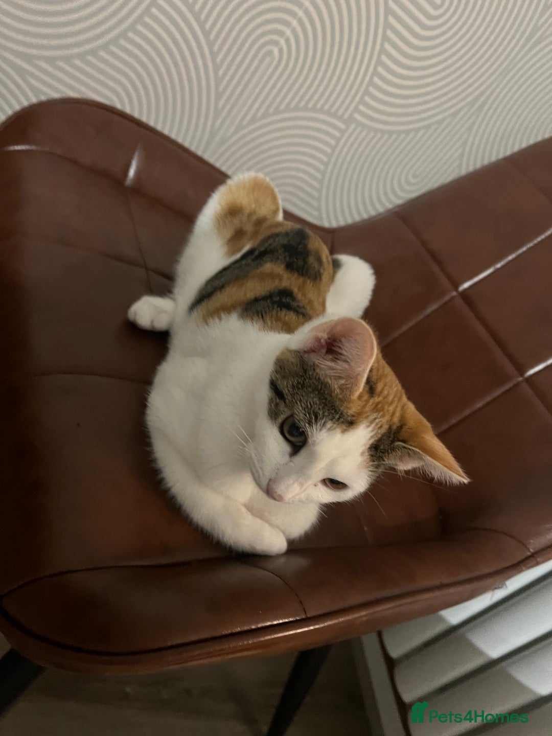 Mixed Breed cats for sale: Cute mixed Bengal kittens  - Advert 10