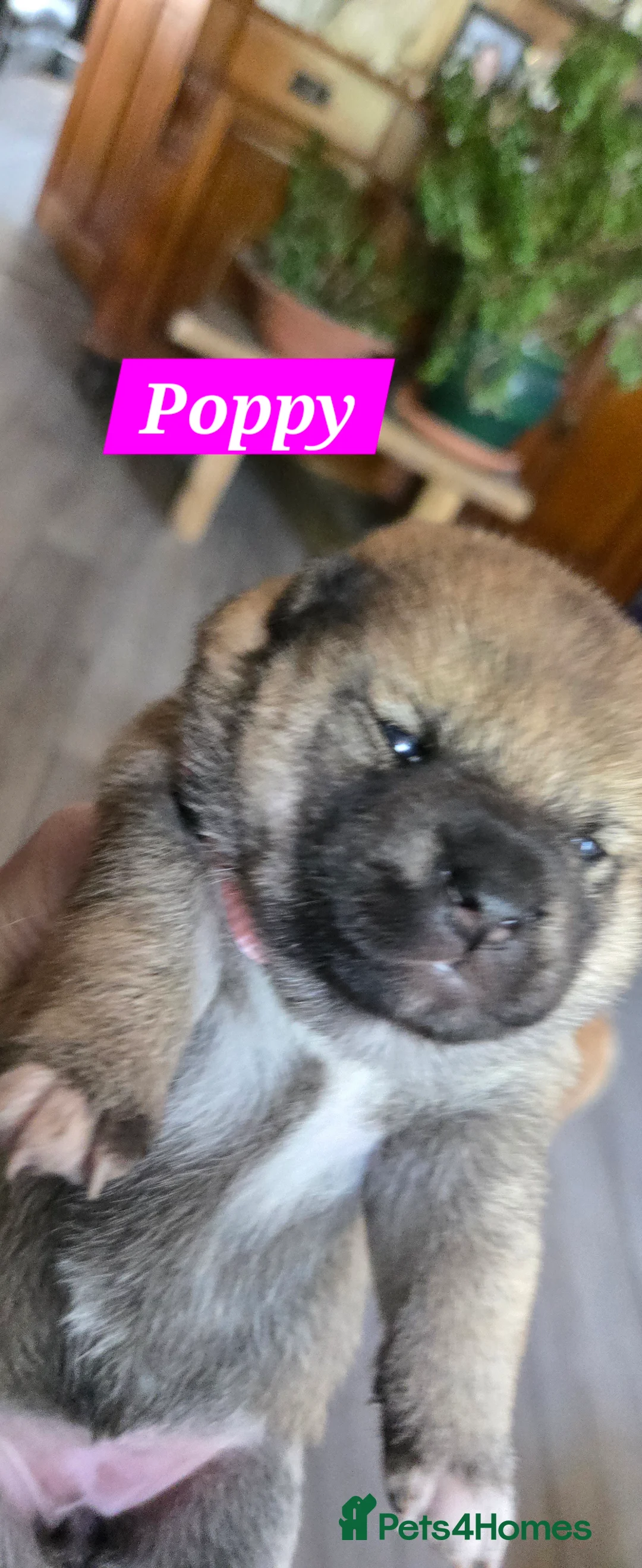 Japanese Shiba Inu dogs for sale: Stunning little Shibas - Advert 2