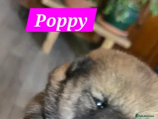 Japanese Shiba Inu dogs Stunning little Shibas - Advert 1