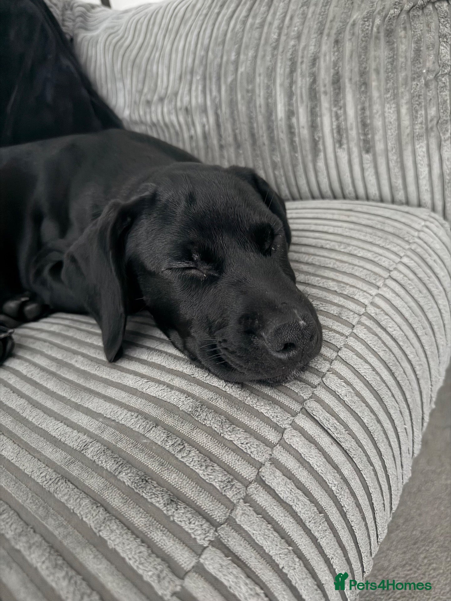 Mixed Breed dogs Marley - Advert 1