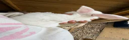 Mixed Breed rabbits for sale: Lop x mixed breed kits - Advert 3