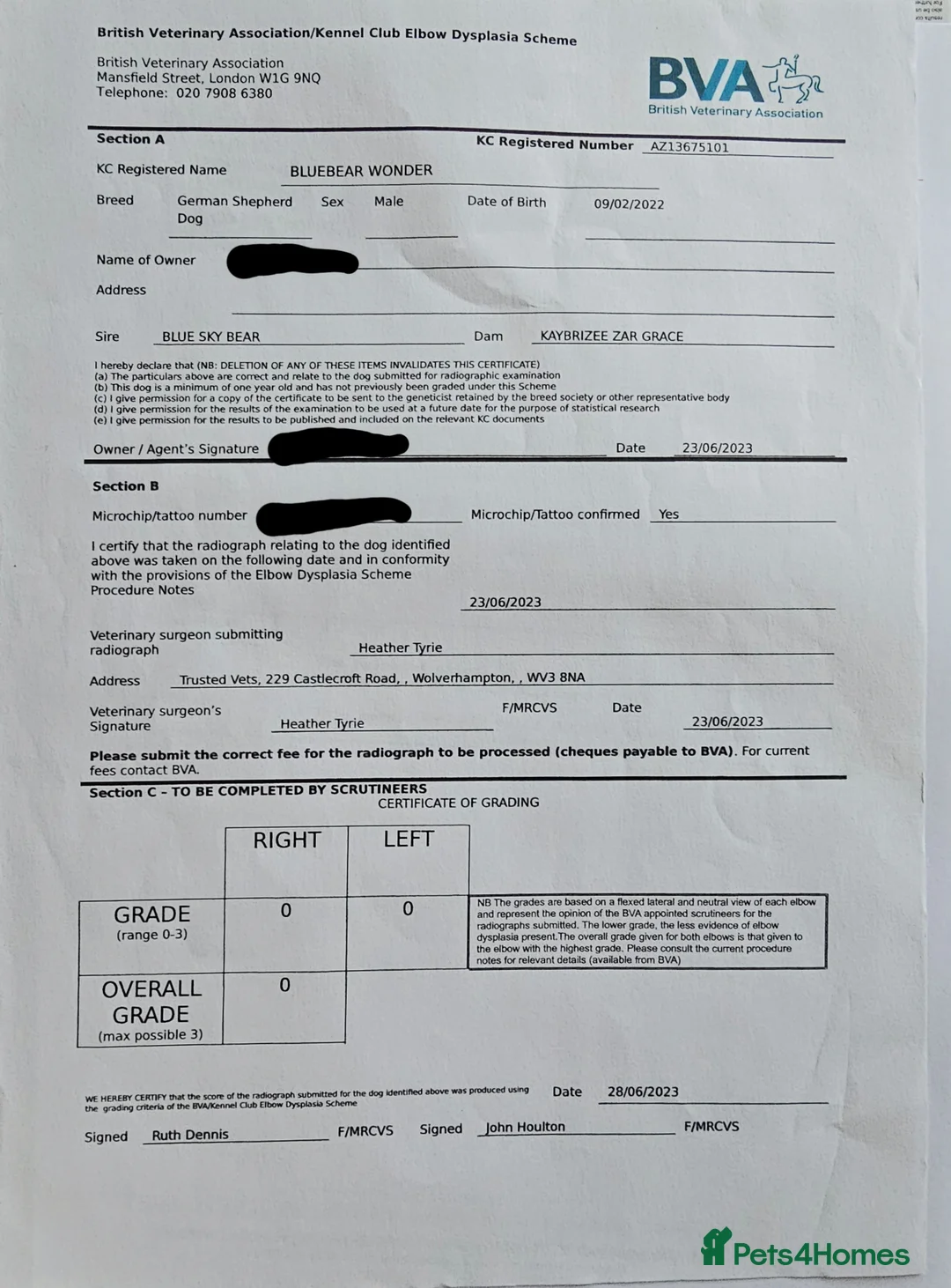 German Shepherd dogs for stud: PROVEN KC REG STRAIGHT BACK BLUE BICOLOUR in Redditch - Advert 17