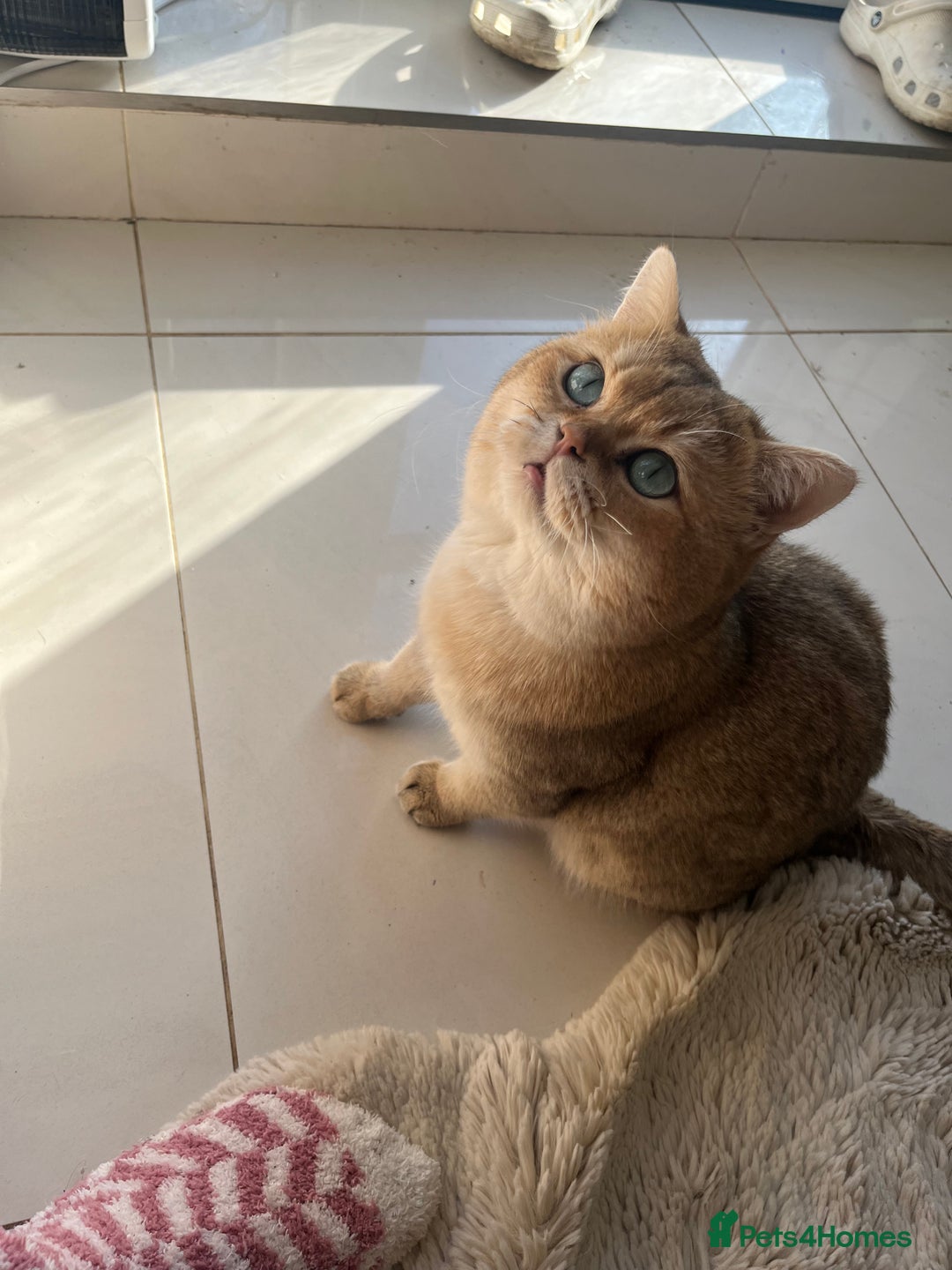 British Shorthair cats for stud: PLEASE READ! Golden BSH with Championship lines in London - Advert 6